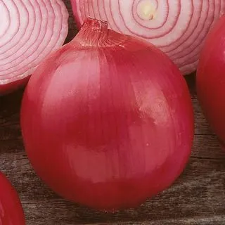 Compra CEBOLLA R 4593 F1 (250.000 Semillas). en la tienda online Fito Agrícola