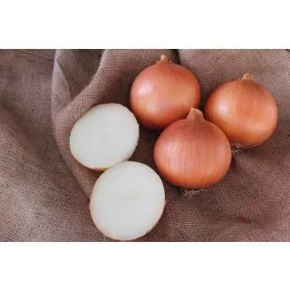 Compra CEBOLLA MINISTER F1 (100.000 Semillas). en la tienda online Fito Agrícola