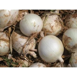 Compra CEBOLLA TACANA F1 (100.000 Semillas). en la tienda online Fito Agrícola