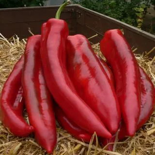 Compra PIMIENTO MINERVA F1 (1.000 Semillas). en la tienda online Fito Agrícola