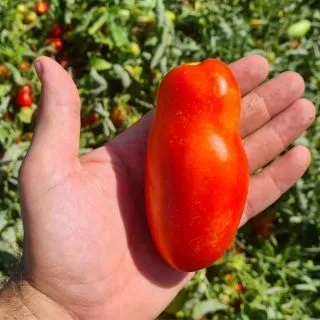 Compra TOMATE Eventus F1 (5.000 Semillas) en la tienda online Fito Agrícola