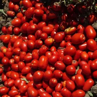 Compra TOMATE SVTM9000 F1 (25.000 Semillas). en la tienda online Fito Agrícola