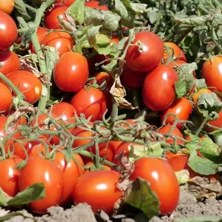 Compra TOMATE SVTM9018 F1 (100.000 Semillas). en la tienda online Fito Agrícola