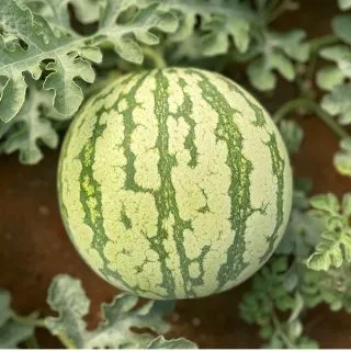 Compra SANDÍA LUNALINDA F1 (1.000 Semillas). en la tienda online Fito Agrícola