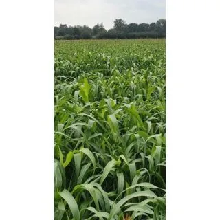 Compra SORGO SUZY (5 Kgr.). en la tienda online Fito Agrícola