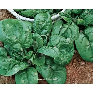 Compra ESPINACA LORELAY (5 Kgr.). en la tienda online Fito Agrícola