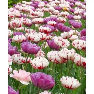 Compra SPRING PEONIES (100 Unid.). en la tienda online Fito Agrícola