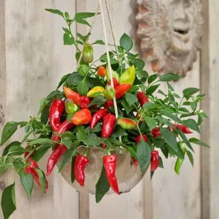 Compra PIMIENTO SPICY JANE F1 (1000 Semillas). en la tienda online Fito Agrícola