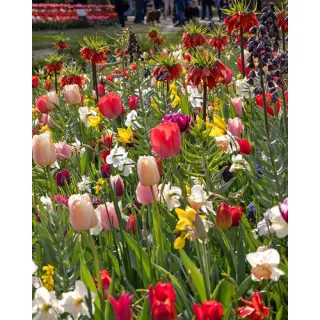 Compra STILL LIFE (100 Unid.). en la tienda online Fito Agrícola