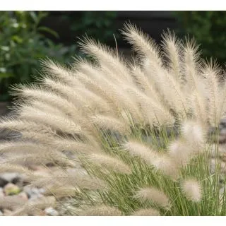 Compra STIPA PONY TAILS (144 Plantas). en la tienda online Fito Agrícola