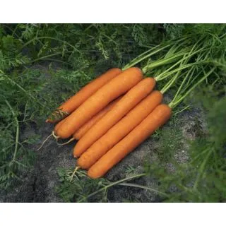 Compra ZANAHORIA SONETO F1 Mini Pildorada (100.000 semillas). en la tienda online Fito Agrícola