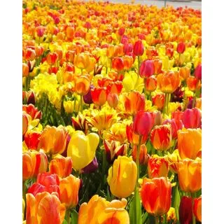 Compra SUN FEVER (100 Unid.). en la tienda online Fito Agrícola