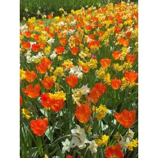 Compra SUNSET (100 Unid.). en la tienda online Fito Agrícola