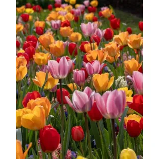 Compra SUNSET ROSÉ (100 Unid.). en la tienda online Fito Agrícola