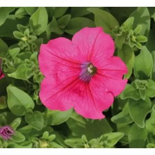 Compra SURFÍNIA HOT PINK (126 Plantas). en la tienda online Fito Agrícola