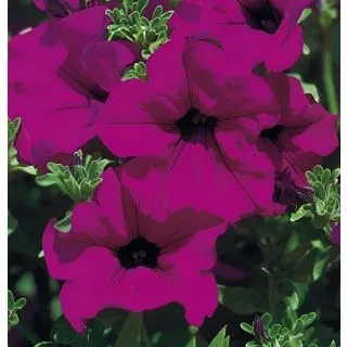 Compra SURFÍNIA PURPPLE (126 Plantas). en la tienda online Fito Agrícola