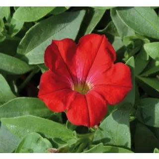 Compra SURFÍNIA RED (126 Plantas). en la tienda online Fito Agrícola