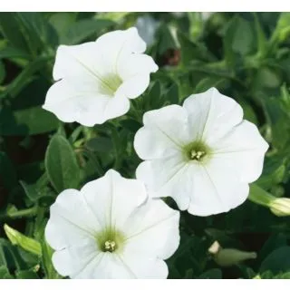 Compra SURFÍNIA WHITE (126 Plantas). en la tienda online Fito Agrícola