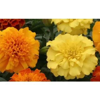 Compra TAGETE TRIPLOIDE ZENITH MIXT (240 Plantas). en la tienda online Fito Agrícola