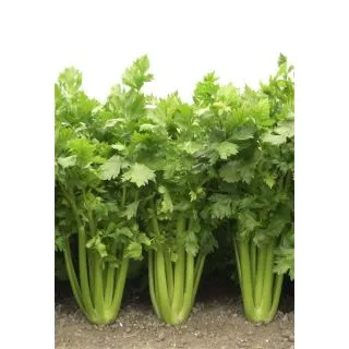 Compra APIO TANGO F1 NCC (10.000 Semillas) en la tienda online Fito Agrícola