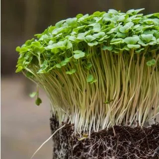 Compra TATSOI MICROGREENS (500 gr.). en la tienda online Fito Agrícola