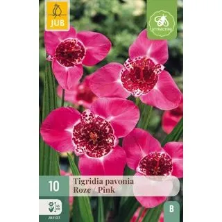 Compra TIGRIDIA PAVONIA ROSA en la tienda online Fito Agrícola