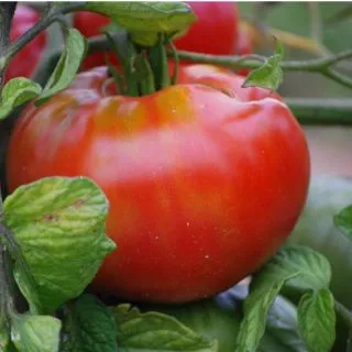 Compra TOMATE ALTAISKY AB (50 Semillas). en la tienda online Fito Agrícola