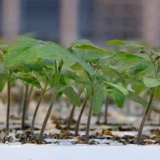 Compra TOMATE ARNOLD F-1 (1.000 Semillas) en la tienda online Fito Agrícola