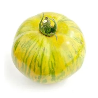 Compra TOMATE CEBRA M11 en la tienda online Fito Agrícola