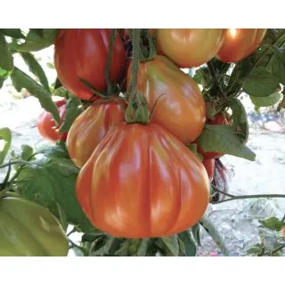 Compra TOMATE CUORESISTO F1 (1.000 Semillas) en la tienda online Fito Agrícola