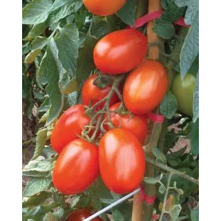 Compra TOMATE KOKÒ F1 Pildorado (5.000 Semillas). en la tienda online Fito Agrícola