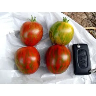 Compra TOMATE LINUXIS F1 (50 Semillas). en la tienda online Fito Agrícola