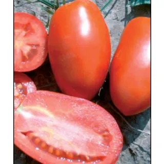 Compra TOMATE Peralta F1 (100.000 Semillas). en la tienda online Fito Agrícola