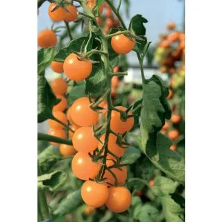 Compra TOMATE SUNGOLD F1 (250 Semillas) en la tienda online Fito Agrícola