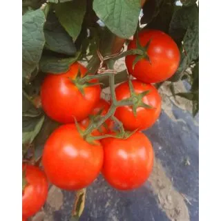 Compra TOMATE ALTEDO F1 OR® (1.000 Semillas). en la tienda online Fito Agrícola