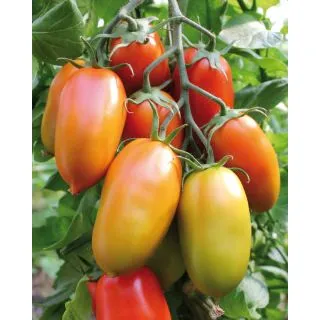 Compra TOMATE ARROW F1 Pildorado (1.000 Semillas). en la tienda online Fito Agrícola