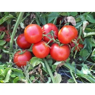 Compra TOMATE BANDOLERO F1 (500 Semillas) en la tienda online Fito Agrícola