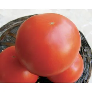 Compra TOMATE BEROSSO F1 (1.000 Semillas). en la tienda online Fito Agrícola