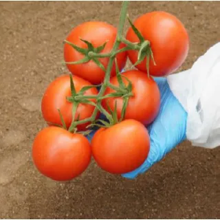 Compra TOMATE CABOSUR F1 Precisión (1.000 Semillas) en la tienda online Fito Agrícola