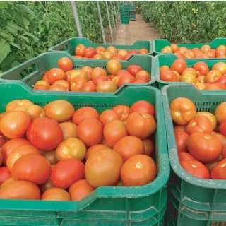 Compra TOMATE CALACOPE F1 (1.000 Semillas) en la tienda online Fito Agrícola