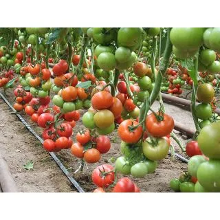 Compra TOMATE CINDEL F1 ECOLÓGICO (1.000 Semillas) en la tienda online Fito Agrícola