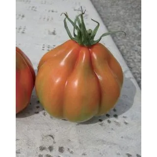 Compra TOMATE CUORE DEL PONENTE Pildorado (25.000 Semillas). en la tienda online Fito Agrícola