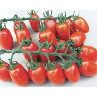 Compra TOMATE DATTER F1 Pildorado (5.000 Semillas) en la tienda online Fito Agrícola