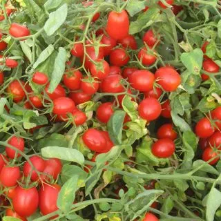 Compra TOMATE DATTERINO F1 (1.000 Semillas). en la tienda online Fito Agrícola