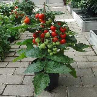 Compra TOMATE DORA F1 (1000 Semillas). en la tienda online Fito Agrícola