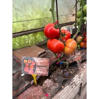 Compra TOMATE EMPHASIS F1 (500 Semillas) en la tienda online Fito Agrícola