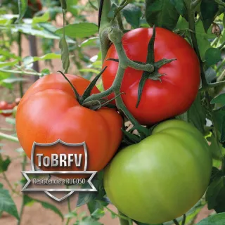 Compra TOMATE EXEDRA F1 (1.000 Semillas). en la tienda online Fito Agrícola