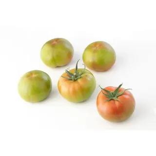 Compra TOMATE FALADI F1 (1.000 Semillas) en la tienda online Fito Agrícola