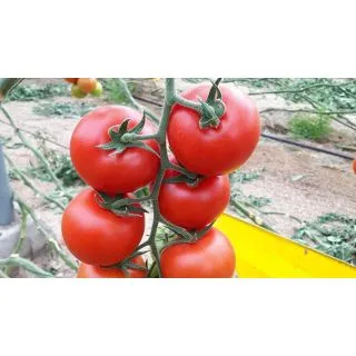 Compra TOMATE FRAMBUESA F-1 (1.000 Semillas) en la tienda online Fito Agrícola
