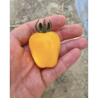 Compra TOMATE FTI 034 F1 Pildorado (500 Semillas). en la tienda online Fito Agrícola